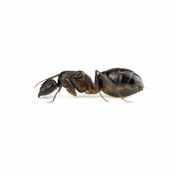 Camponotus barbaricus